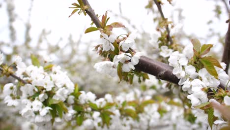 Cherry-trees-in-bloom-on-a-fruit-farm-in-kent-uk-on-a-bright-windy-day-in-May