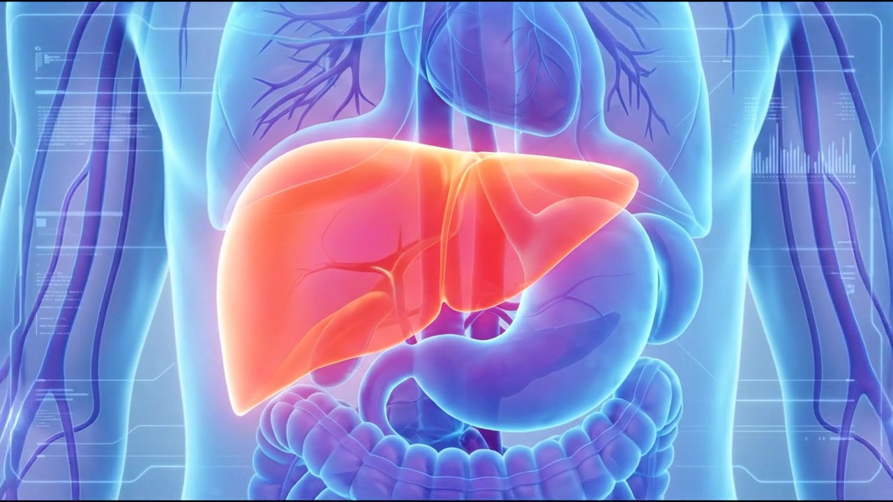 3D Medical Animation of Human Liver Anatomy