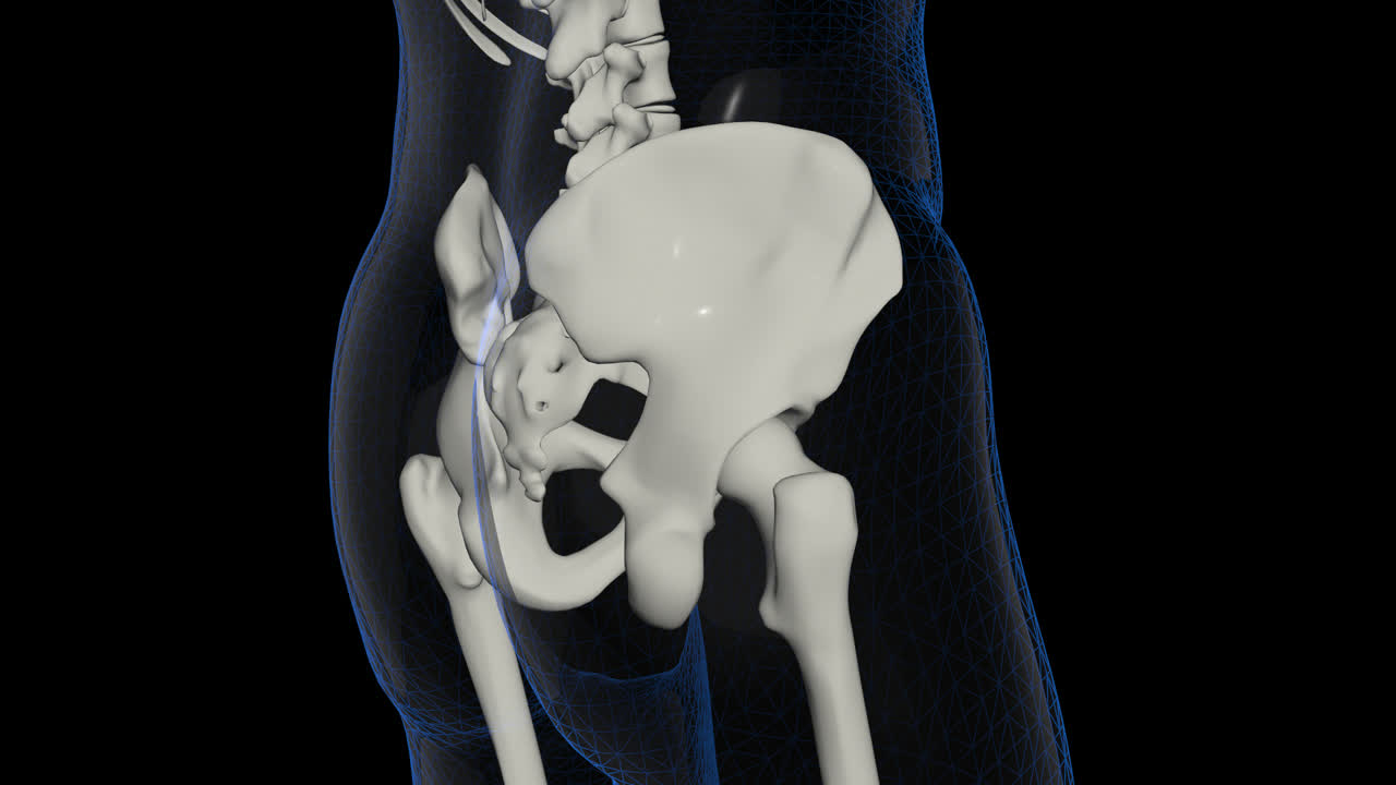 Skeletal Pelvis With Alpha Channel
