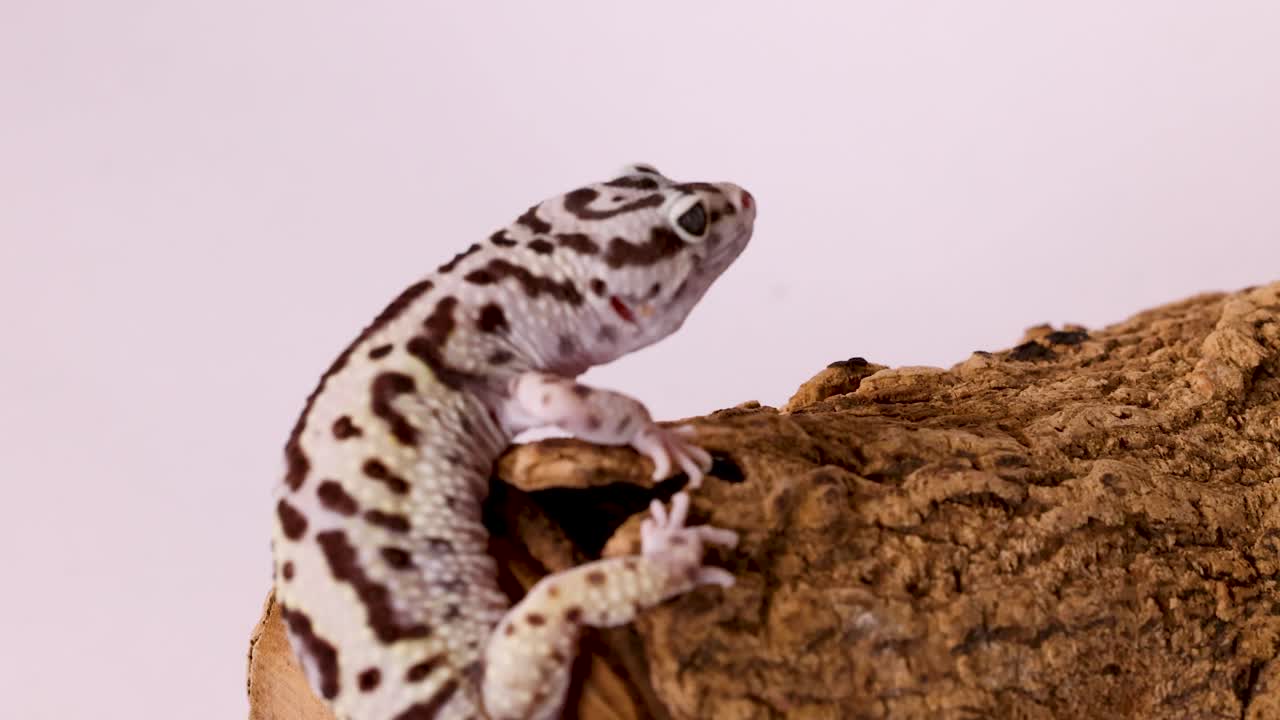 Un geco leopardo maculato rimane immobile su un tronco di legno grezzo sotto una luce intensa da studio