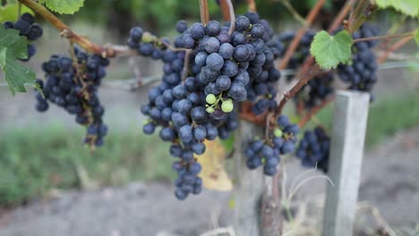 close-up of grapes on vine in vineyard