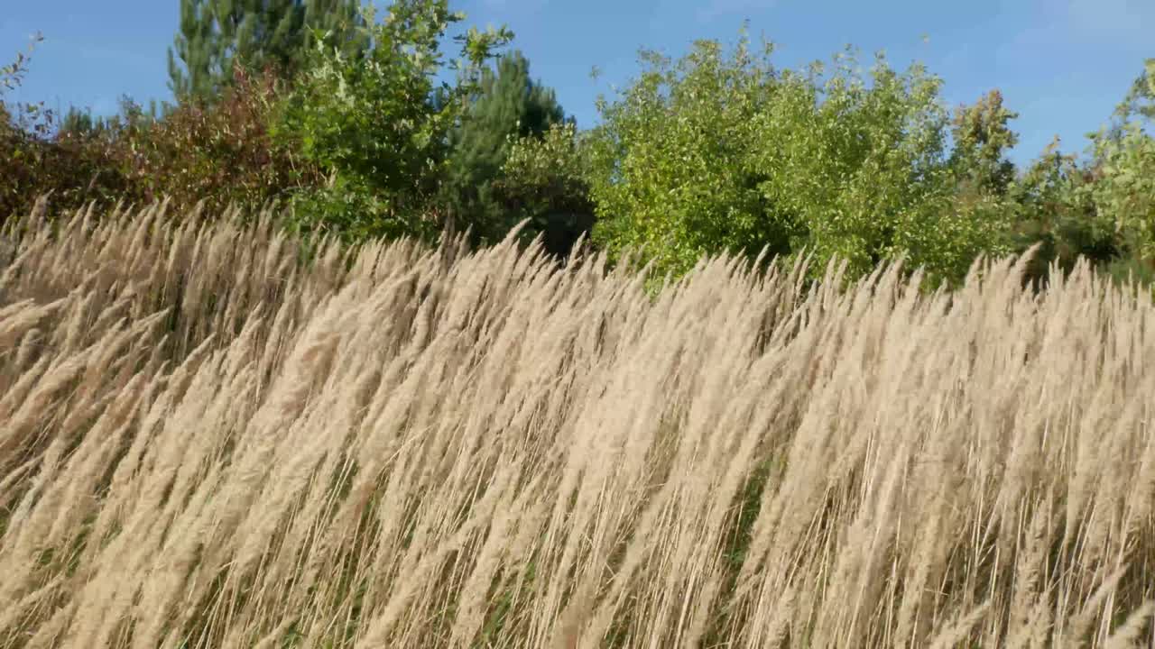 바람에 흔들리는 긴 풀