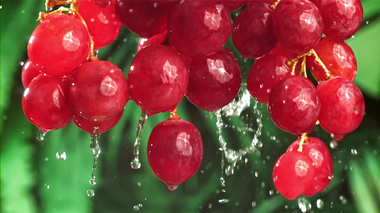 Frische rote Weintrauben spritzen in Zeitlupe mit Wassertropfen