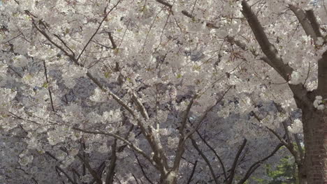 flores de cerezo en plena floración