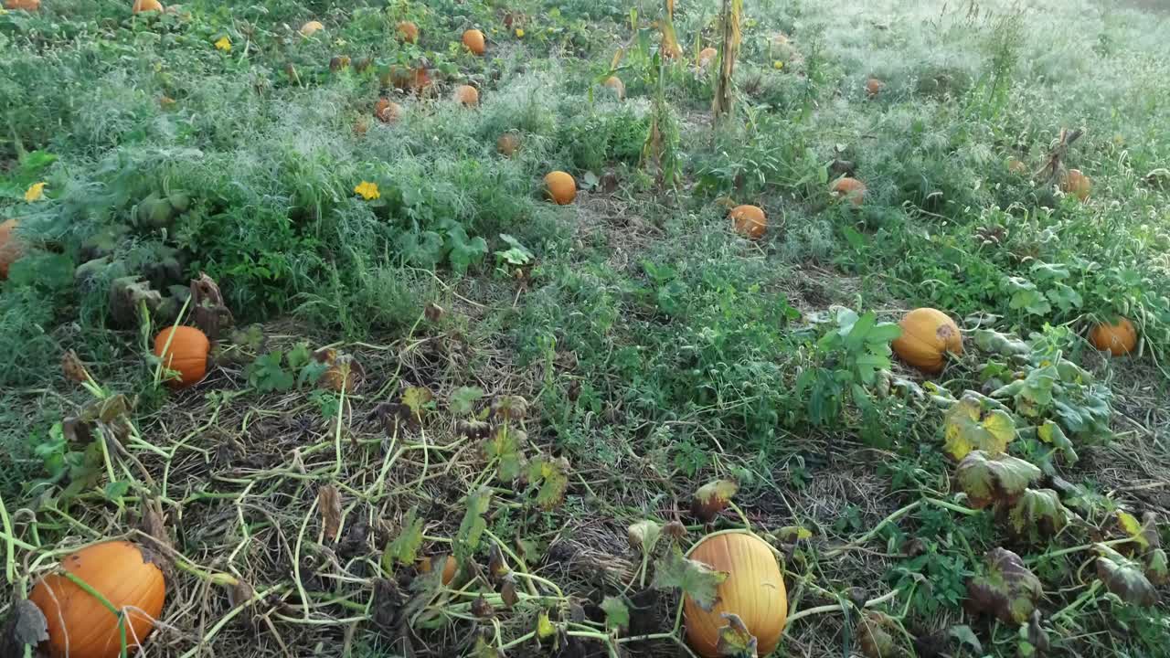 수확할 준비가 된 잘 익은 과일이 있는 호박 밭 위로 앞으로 이동하는 항공 카메라