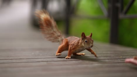 Red Squirrel on a Wooden Deck