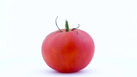 one whole big red tomato is rotating on the turntable isolated on the white background. close-up. macro.