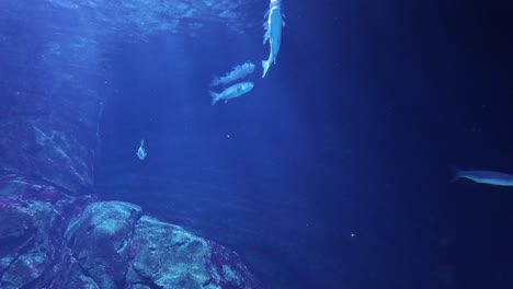 shoal of fish swimming in massive aquarium tank