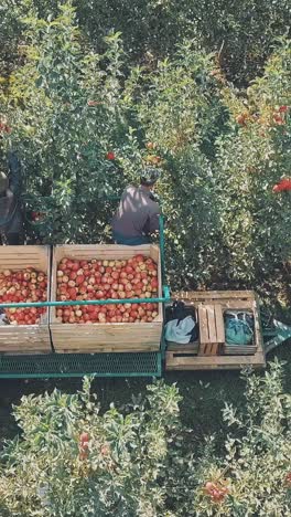 tractor transport wooden container full of apple fruits