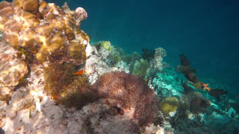 anemonefish