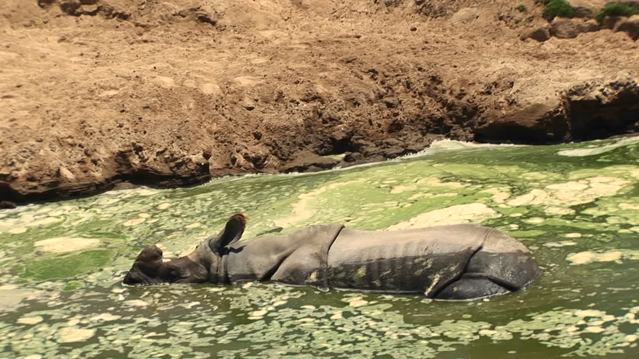 진흙탕에서 쉬고 있는 코뿔소의 미디엄샷
