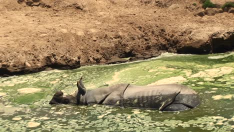 mediumshot of a rhino resting in a mud wallow