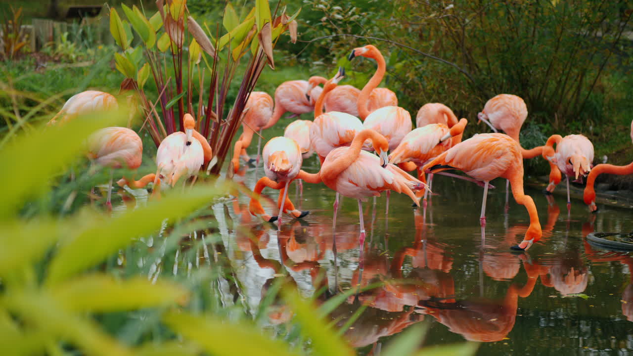 미국 플라밍고 무리