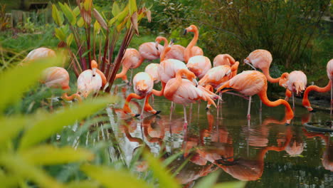 bandada de flamencos americanos