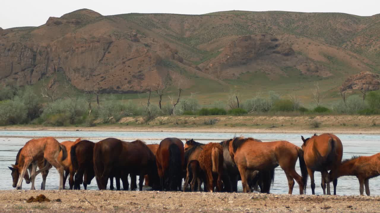 el mundo encantador de caballos de paseo libre y potros juguetones mientras convergen junto al río de rápido flujo, tomando una bebida refrescante en verano con tiempo nublado