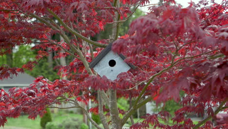Birdhouse-hanging-on-Japanese-Maple-tree-branch-in-the-breeze