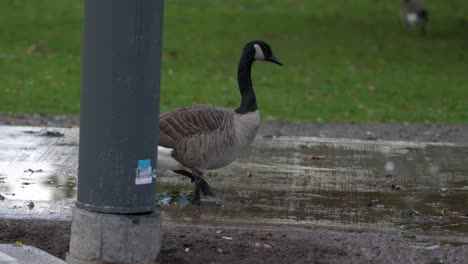 canada goose walks on wet reflective footpath after rain in a grassy park