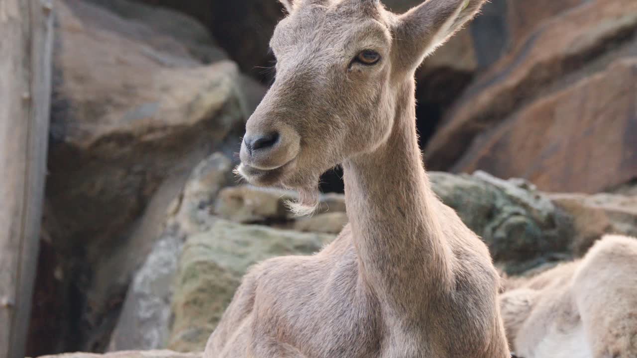 Mountain goat calmly resting on rocks, natural daylight, steady camera, tranquil wildlife environment