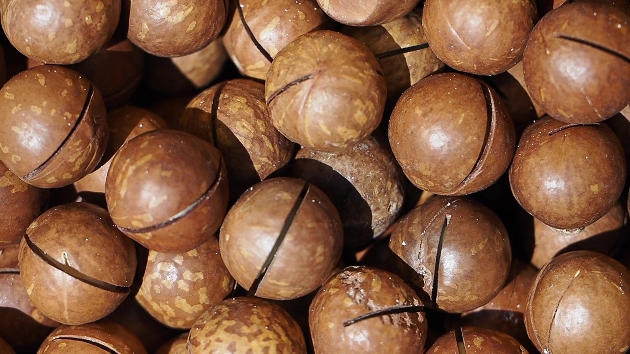Primo piano di noci di macadamia con guscio