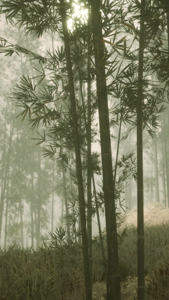 el bosque de bambú brumoso