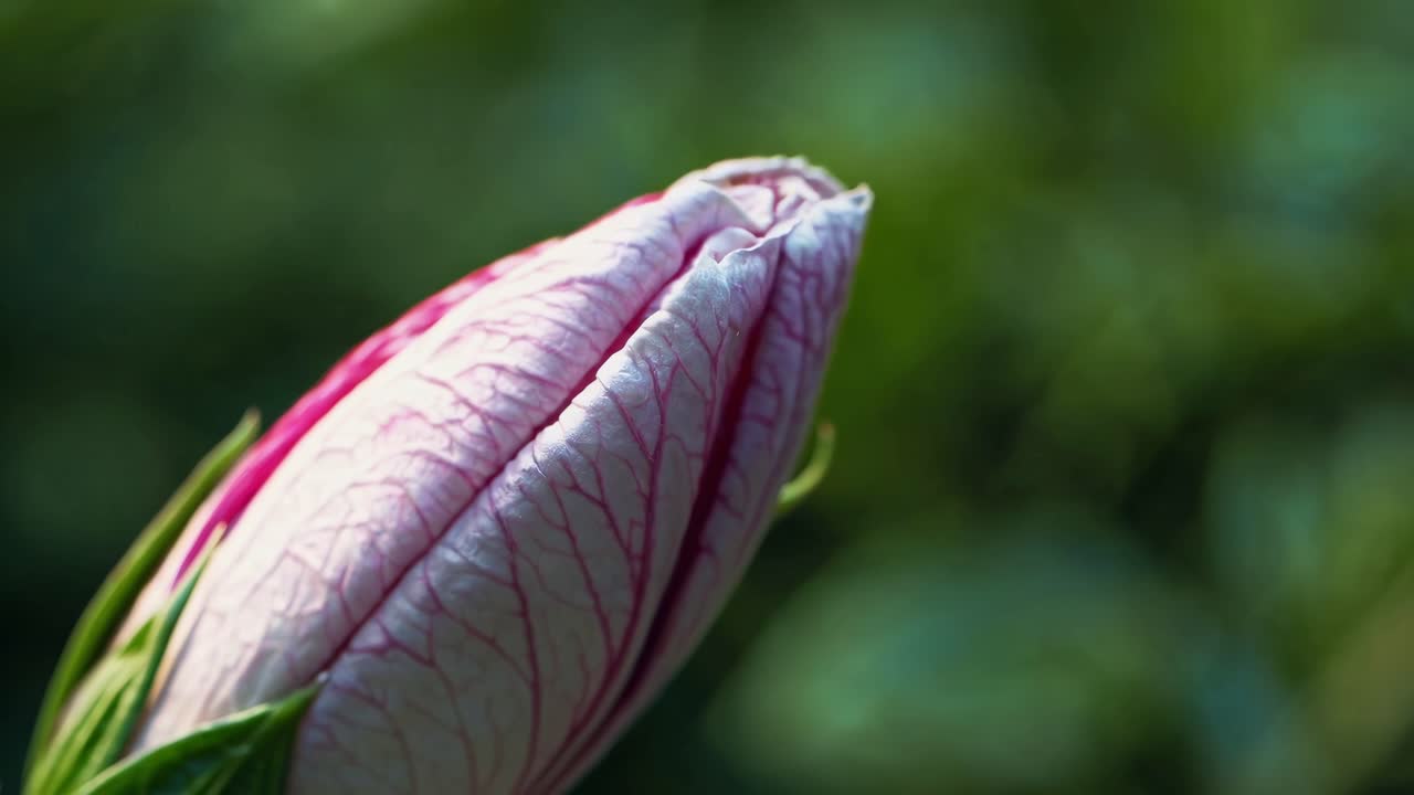 Close-up video of a vibrant pink and white hibiscus flower, showcasing intricate petal details