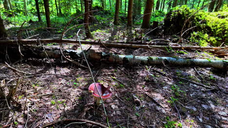 hongos venenosos bosque de búsqueda de alimento esporas de la tierra, ecosistema forestal naturaleza