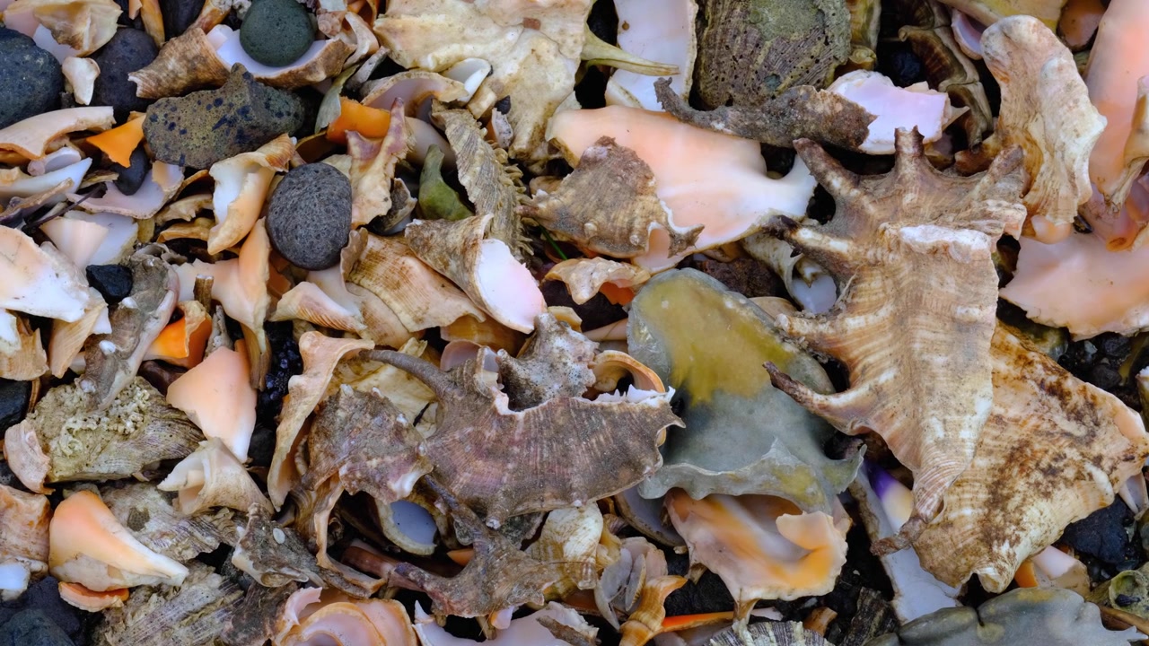 Broken pieces of Fijian conch shell marine gastropods on beach of tropical island in Fiji, South Pacific