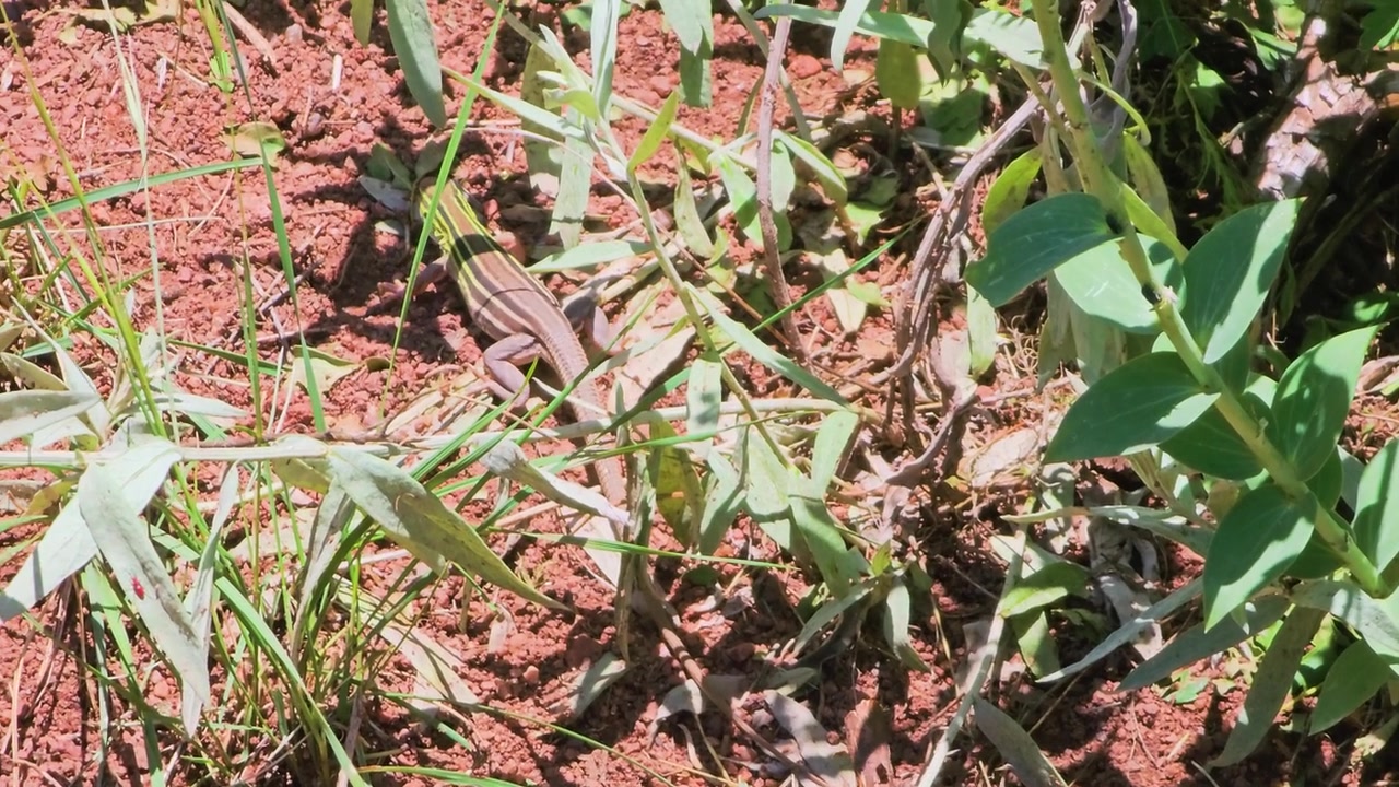 Lille krybdyr løber langs tør, stenet jord med ørkengræs og vilde blomster. Et firben bevæger sig gennem rødt jordhabitat i stærk sol. Nærbillede af dyrelivsoptagelser, dyreadfærd.