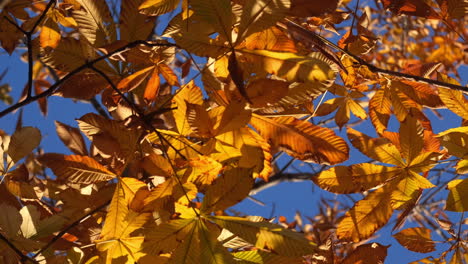 cerca del otoño hojas coloridas soplando por el viento