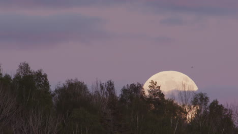 twilight, full moon, zoom out - a huge full moon rises behind a forest in sweden