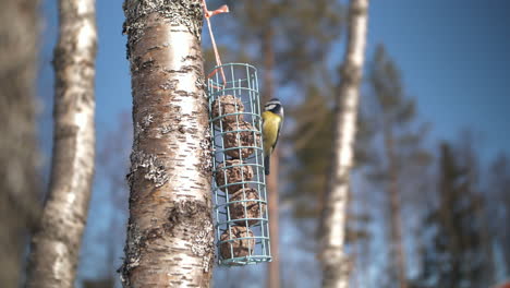 blue tit bird landing on feeder hanging on birch tree, slow motion view