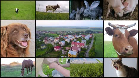 collage of farm in the countryside livestock collage of farm in the countryside livestock multiscreen agriculture