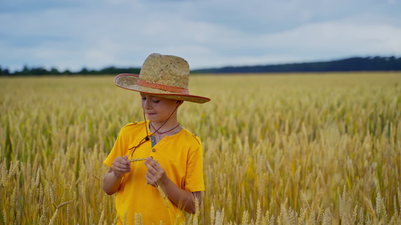Little kid in agriculture land. Boy in straw hat holds wheat spikelets and looks at the ripeness. Little farmer on yellow field.