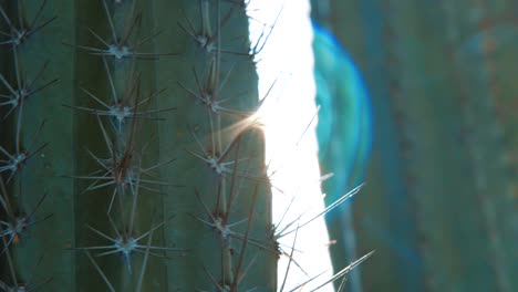 close up on cactus areole spines with sun lens flare