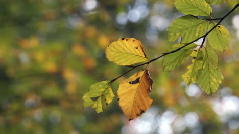 Primer-Plano-De-Las-Hojas-De-Un-árbol-De-Haya-Que-Se-Mecen-En-La-Brisa-Mientras-Los-Colores-Del-Otoño-Comienzan-A-Mostrarse-En-Un-Bosque-En-Worcestershire,-Inglaterra