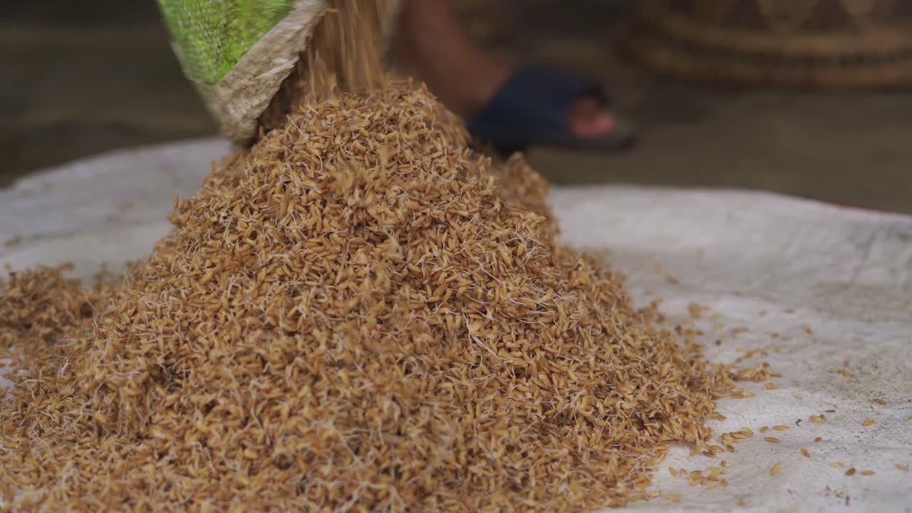 plantación de arroz en el proceso de arrozal con segregación de semillas de grano de arroz con embriones
