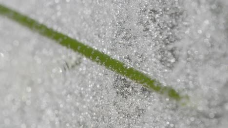 Abstract-macro-Shot-of-frozen-flower