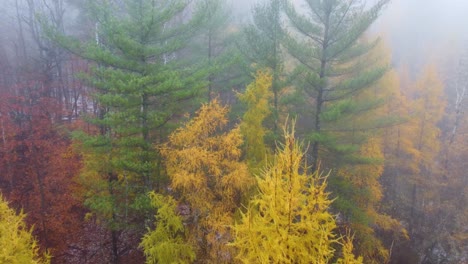 FPV-Bosque-Multicolor-Aéreo-En-El-Paisaje-Natural,-Niebla-En-La-Mañana-Monte-Washington