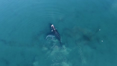 Ballena-Franca-Austral-Madre-Con-Cría-Jugando-Tranquilamente-En-El-Mar-Patagónico-En-Argentina