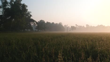 Schöner-Sonnenaufgang-über-Dem-Reisfeld,-Morgenaufnahme-Mit-Nebel,-Goldenen-Lichtern,-Reispflanzen