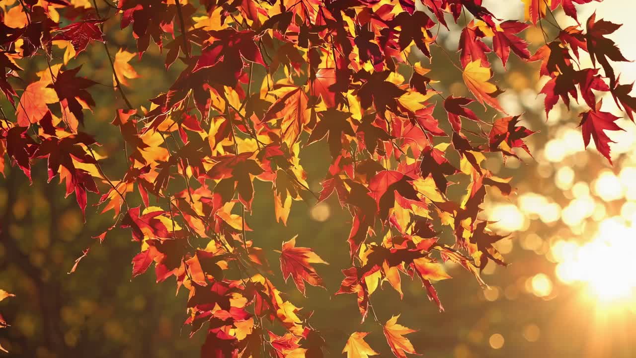 Video captures vibrant autumn leaves swaying gently in the sunlight, creating a serene and warm