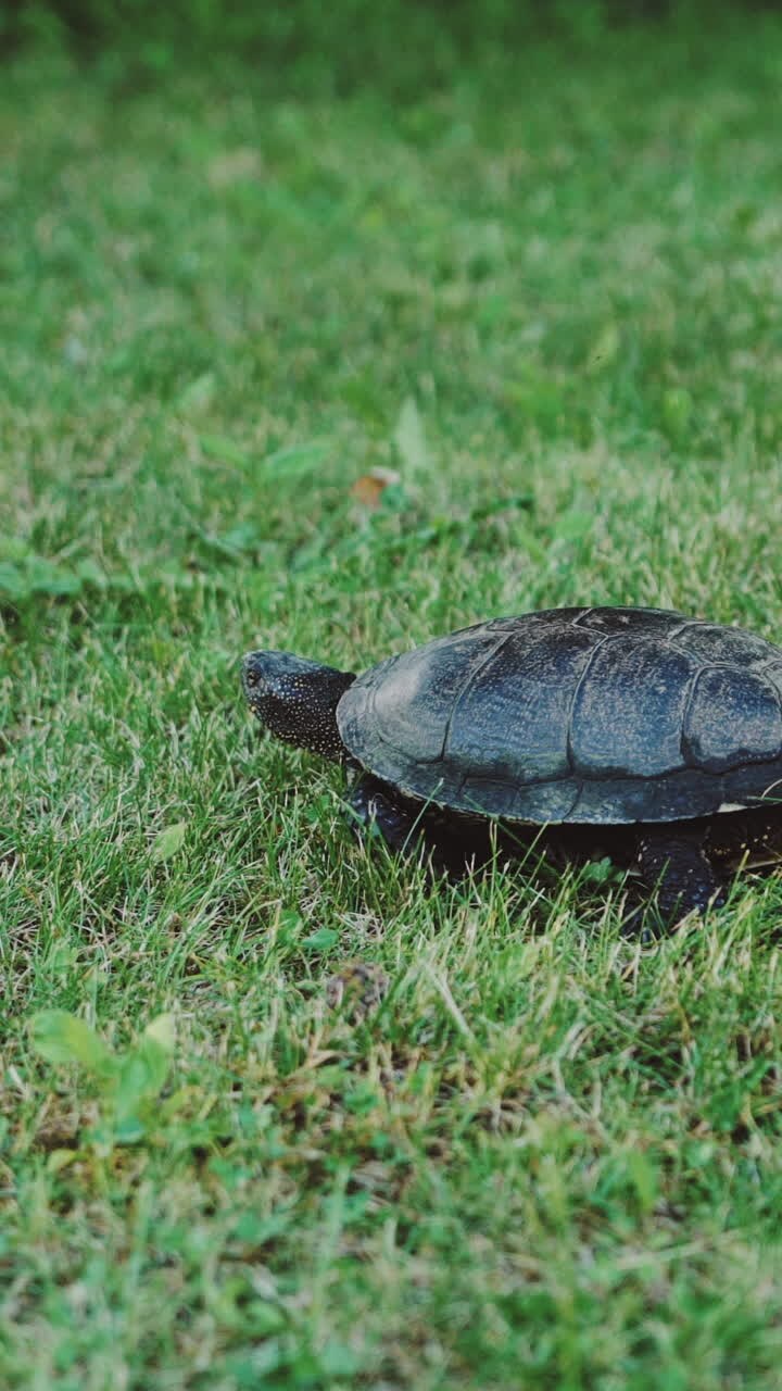 Turtle moving on fresh green grass Vertical video