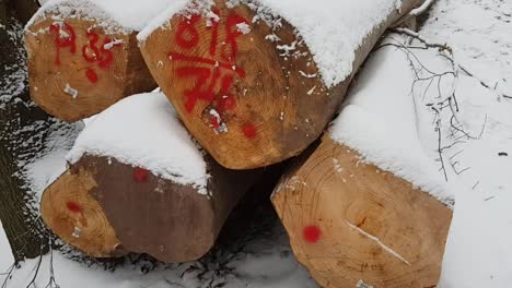 Cerca-De-Troncos-De-árboles-Cubiertos-De-Nieve-Tendidos-En-Terrenos-Forestales-En-Alemania,-Europa