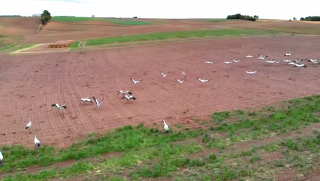 Large-group-of-common-cranes-starting,-taking-off-from-rural-field-for-migration-flight