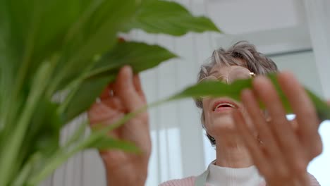 senior woman inspecting houseplant