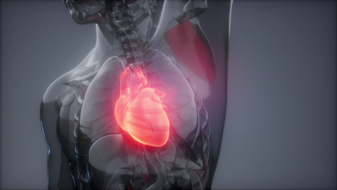 Human Heart Radiology Exam
