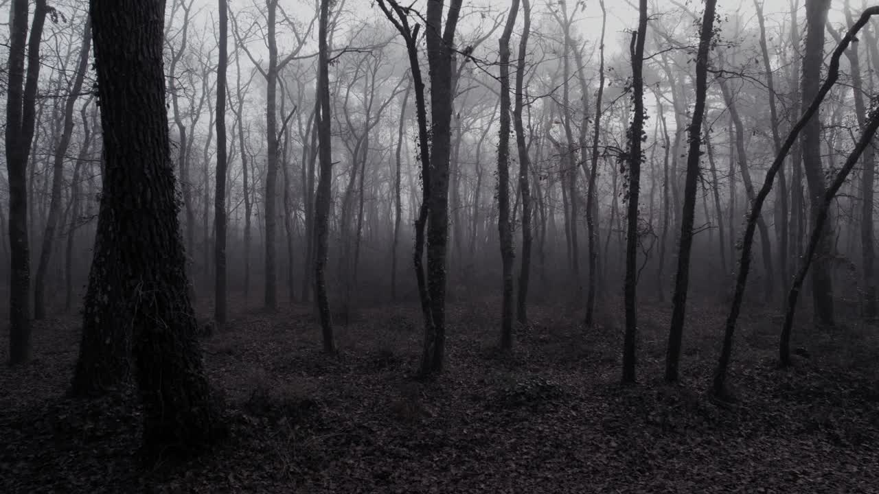 Scary misty forest with bare trees and fallen leaves