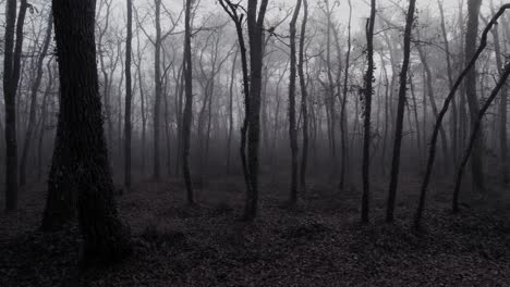 scary misty forest with bare trees and fallen leaves