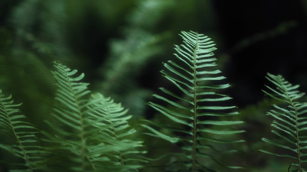 Primo piano di foglie di felce nella foresta pluviale temperata