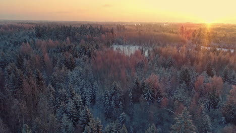 Bosque-Nevado-Y-Puesta-De-Sol-En-El-Fondo-Con-Destellos-Solares